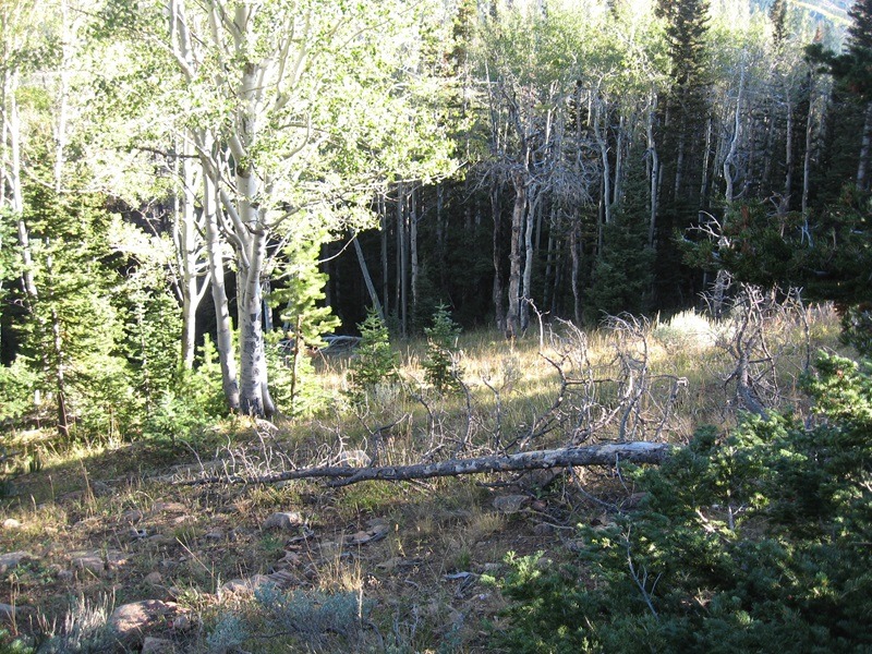 #2TiggerAPR25Theme-Elk Country.jpg