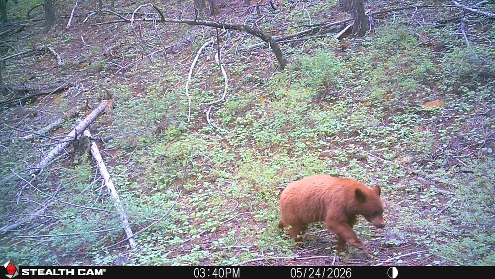 lootlrred bear.JPG