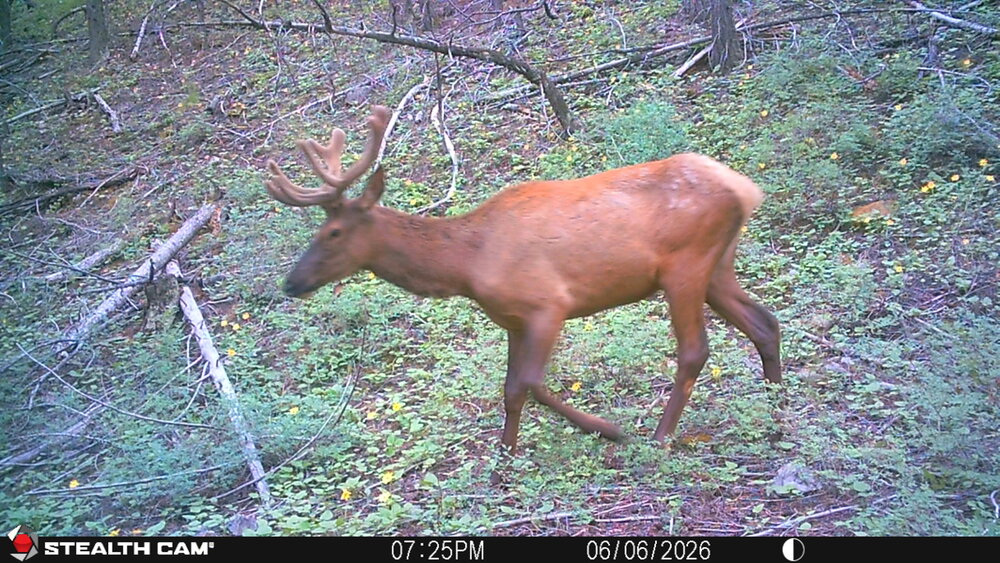STC_0053elk.JPG