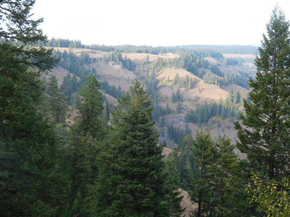 #4 Swede The Elk Woods.JPG