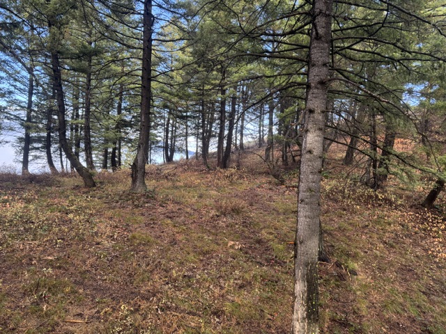 #3 Elkhunttoo The Elk Woods.jpeg