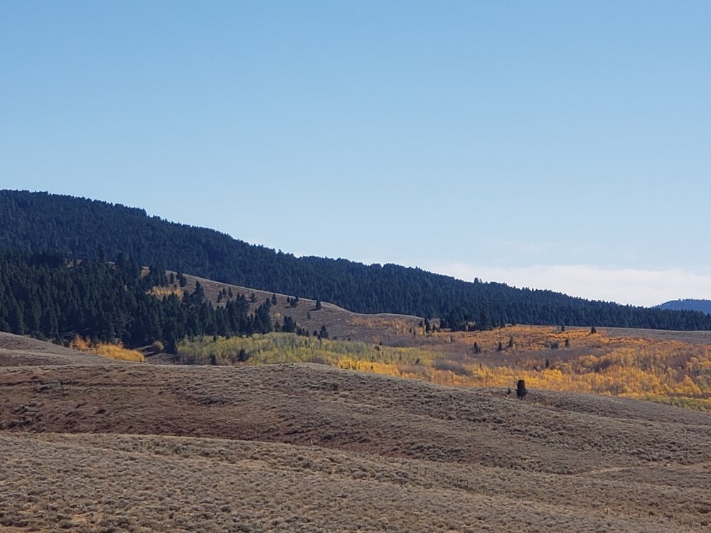 #2 Lefty The Elk Woods.jpg