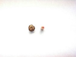 lisas cell bullet pics 005.jpg