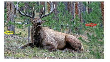Bedded Bull.jpg