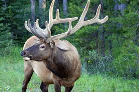 Elk1.jpg