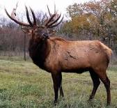 Elk3.jpg