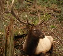 Elk4.jpg