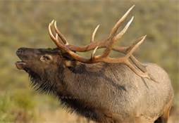 Elk5.jpg