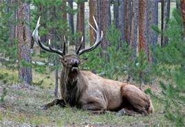 elk6.jpg