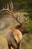 Elk8.jpg