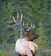 elk11.jpg