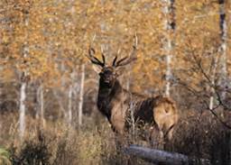elk12.jpg