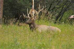 elk13.jpg