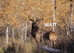 elk12a.jpg