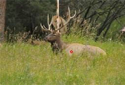 elk13a..jpg