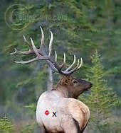 elk11a.jpg