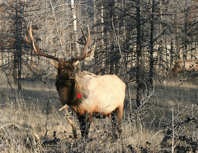 elk1.jpg