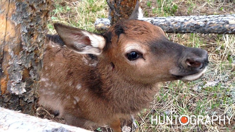 i-saved-this-colorado-elk-calf-from-coyotes-huntography elknut forums.jpg
