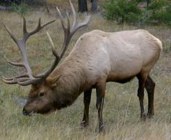 elk pic.jpg