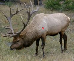elk pic.jpg