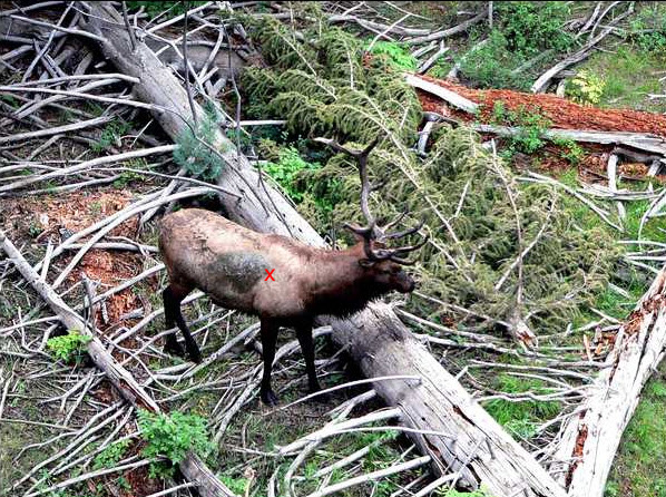 elkfromabove_zpsacba11b5 copy.jpg