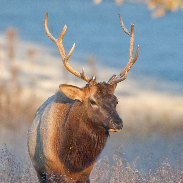 Arkansas-Bull-Elk_101030_7205.jpg
