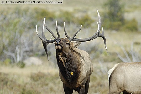 bugling-bull-elk-AWMA092007-091.jpg