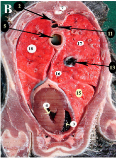 Goat X-section.PNG