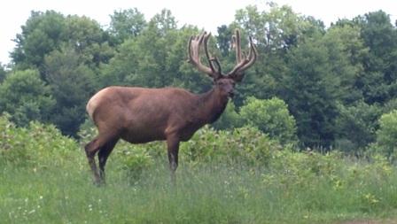 elk pic1.jpg