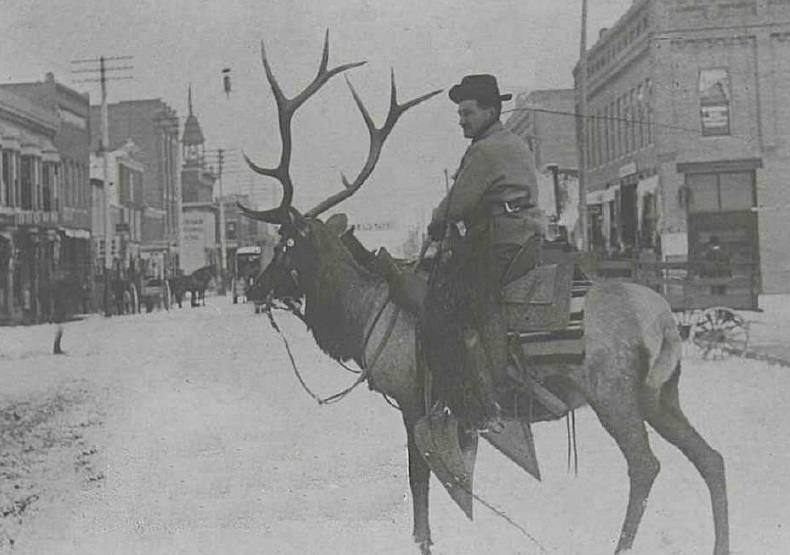 Elk.jpg