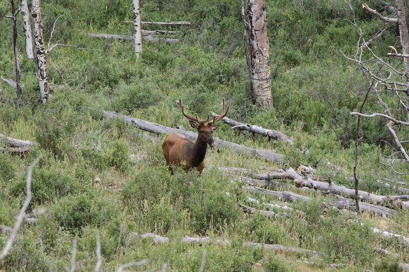 bull elk 1.JPG