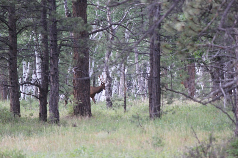 bull elk 2.JPG