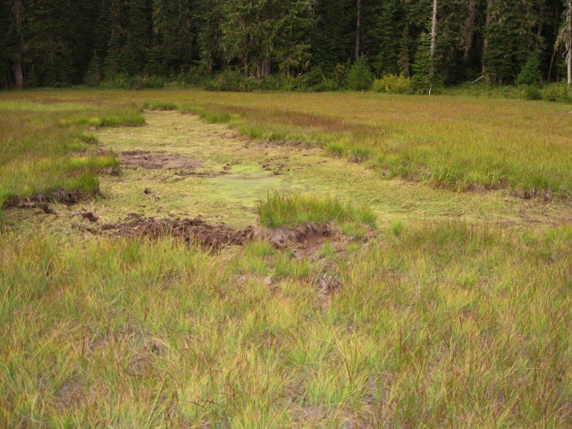 Meadow.jpg
