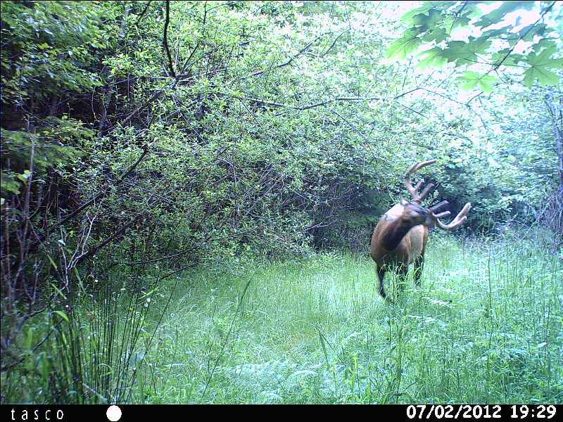 drunk elk.JPG