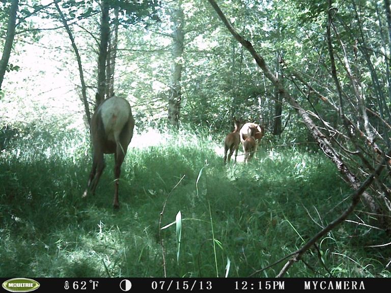 spooky elk.jpg