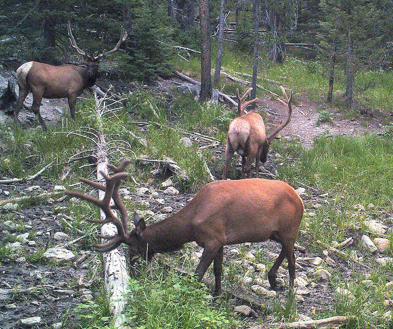 Elk 072813 453J.jpg