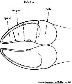 Footproblems_Fig_3[1].jpg
