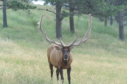 A Elk 1.jpg