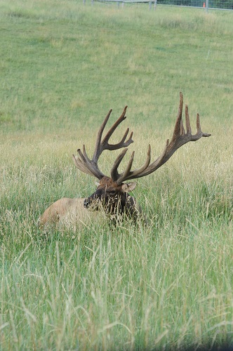 A Elk 3.jpg