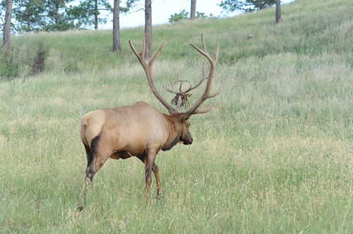 A Elk Pair.jpg