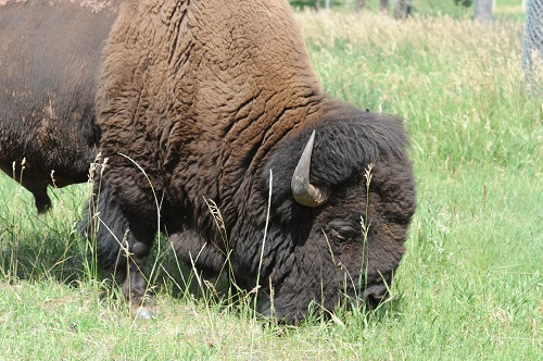 A Little Bull.jpg