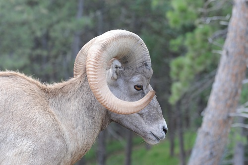 A Curl.jpg