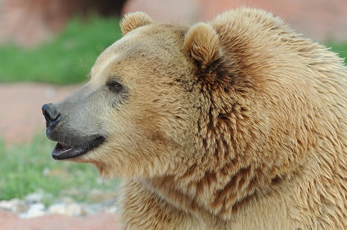 A Grizz.jpg
