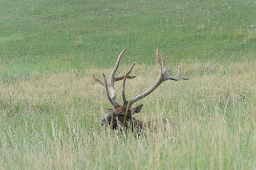 A Elk Wracky.jpg