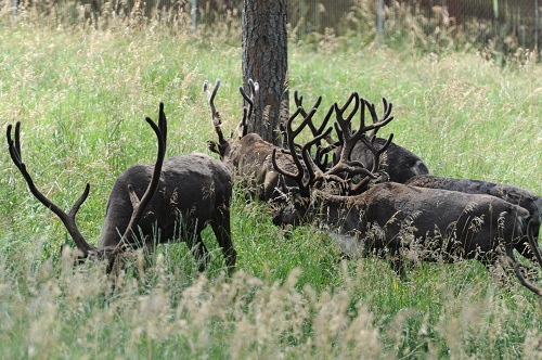 A Antlers.jpg