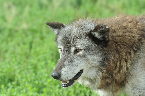 A Wolf.jpg