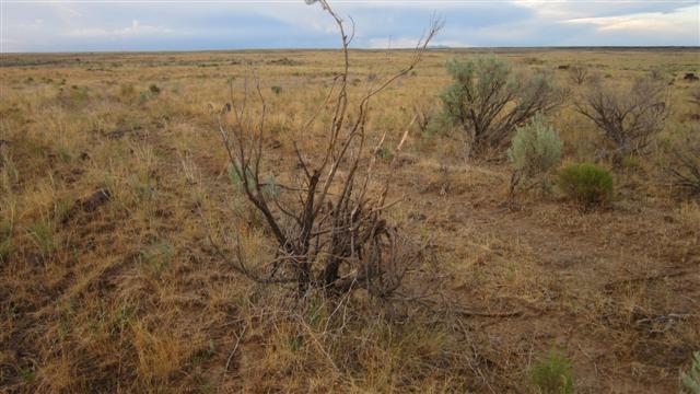 IMG_0537 (Small).JPG