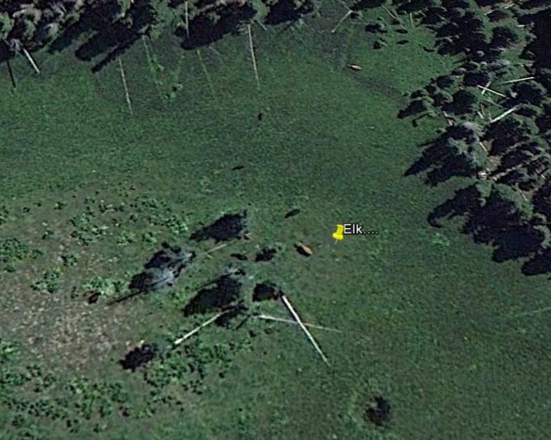 Elk on google earth (Custom).jpg