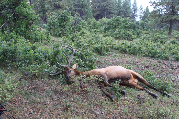 elk 1.JPG