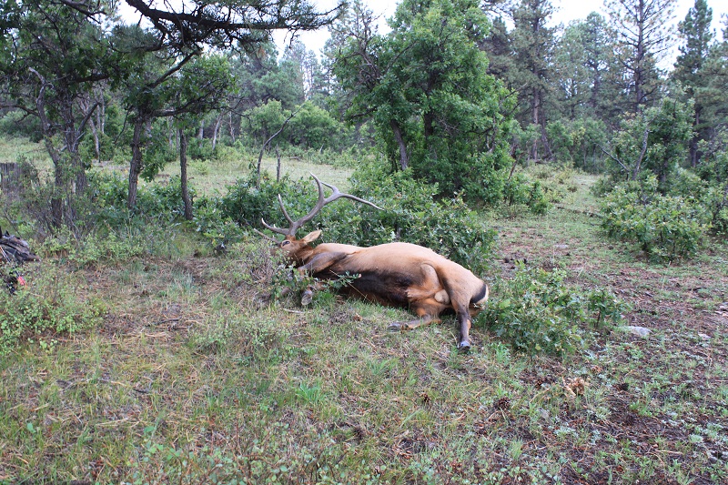 elk.JPG